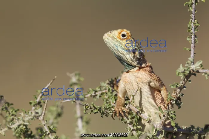 : Ground Agama - breeding males develop the blue throat : Ground Agama - breeding males develop the blue throat