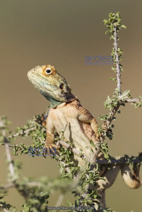 : Ground Agama - breeding males develop the blue throat : Ground Agama - breeding males develop the blue throat