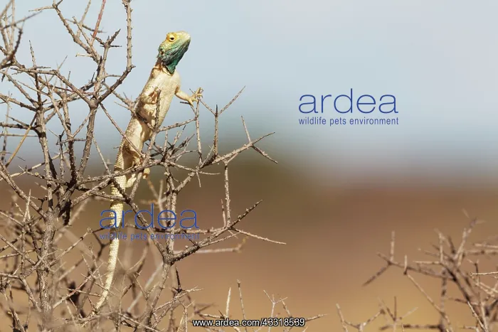 : Ground Agama. Breeding males develop the blue throat : Ground Agama. Breeding males develop the blue throat