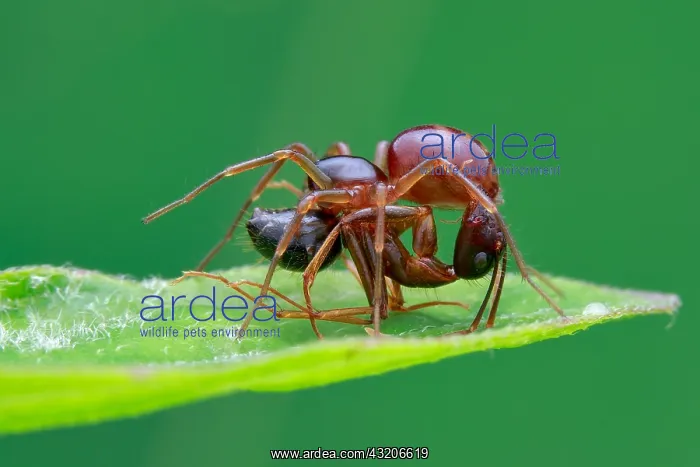  : A ground ant-eater spider (Mallinella sp.) prey