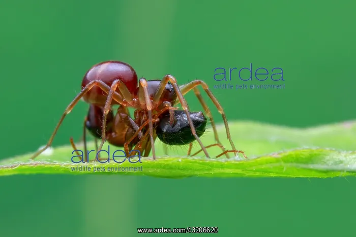  : A ground ant-eater spider (Mallinella sp.) prey