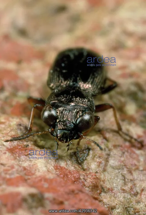 : Ground Beetle : Ground Beetle