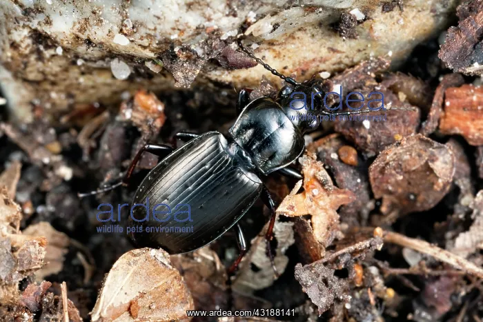 : Ground Beetle : Ground Beetle