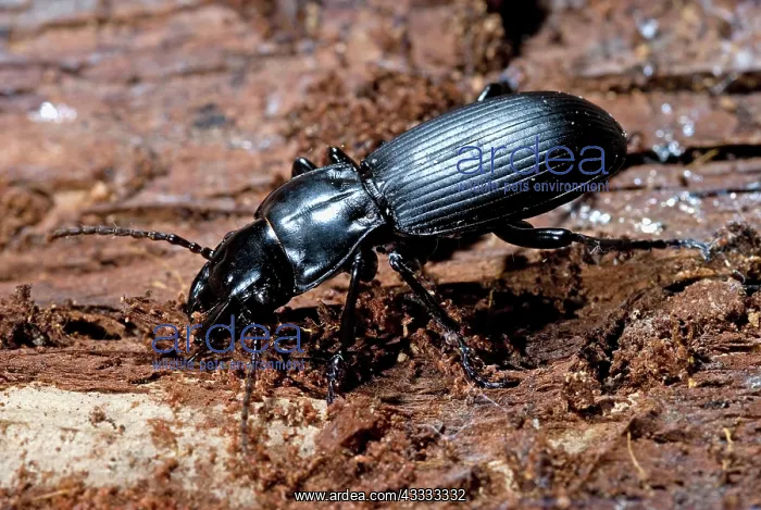 : Ground Beetle : Ground Beetle