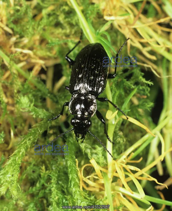 : Ground beetle (Blethsia multipunctata) : Ground beetle (Blethsia multipunctata)