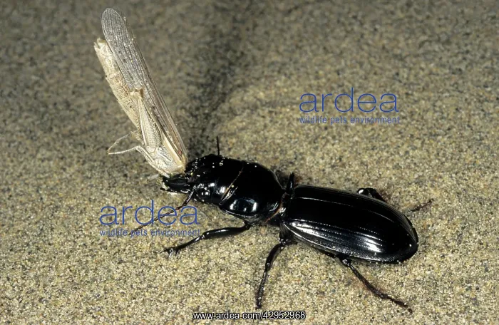  : Ground Beetle - carrying it's grasshopper prey