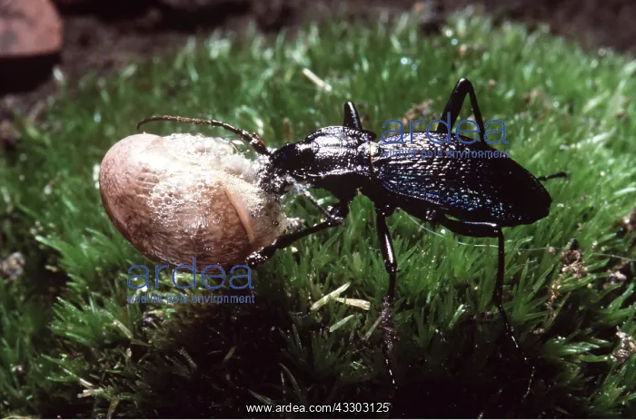 : GROUND BEETLE - Eating a snail : GROUND BEETLE - Eating a snail