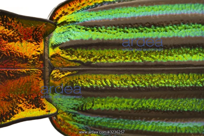 : Ground Beetle detail of exoskeleton colours Galicia Spa : Ground Beetle detail of exoskeleton colours Galicia Spa