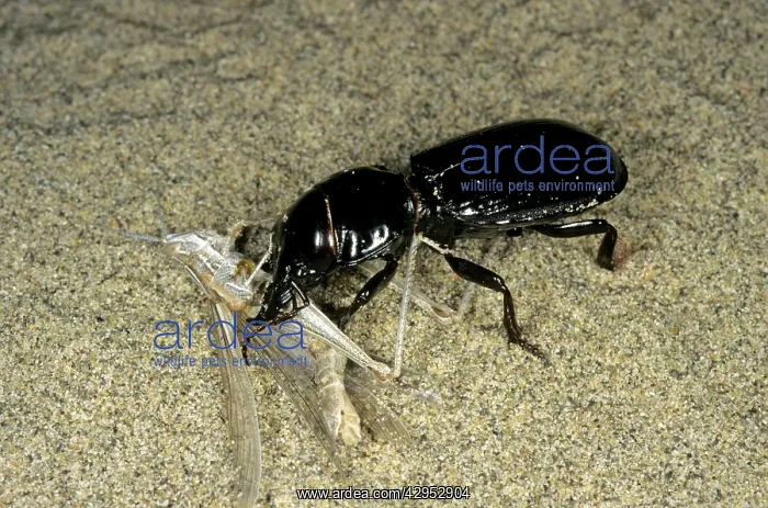 : Ground Beetle - with grasshopper prey : Ground Beetle - with grasshopper prey