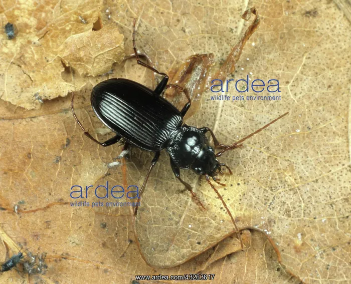 : Ground Beetle (Nebria brevicollis) : Ground Beetle (Nebria brevicollis)