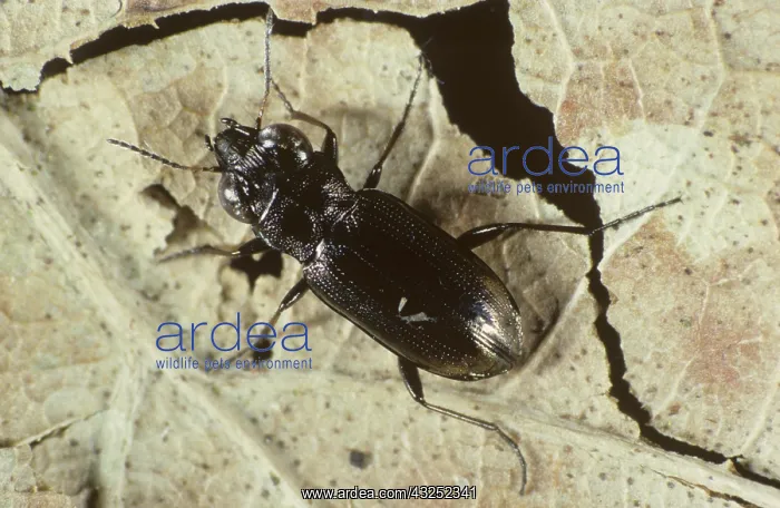 : Ground Beetle (Notiophilus biguttatus) : Ground Beetle (Notiophilus biguttatus)