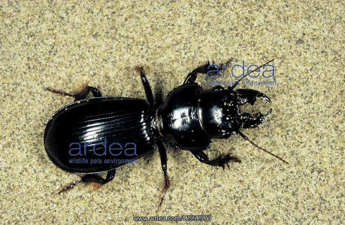 : Ground Beetle - sand dunes of Central Karakum desert : Ground Beetle - sand dunes of Central Karakum desert