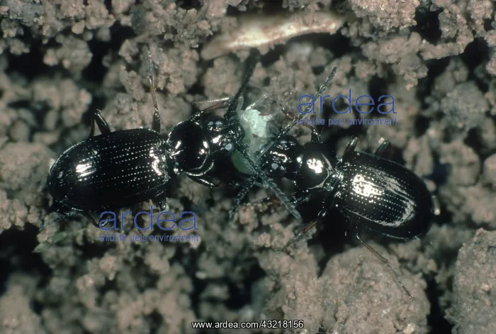 : Ground beetles sharing Aphid : Ground beetles sharing Aphid
