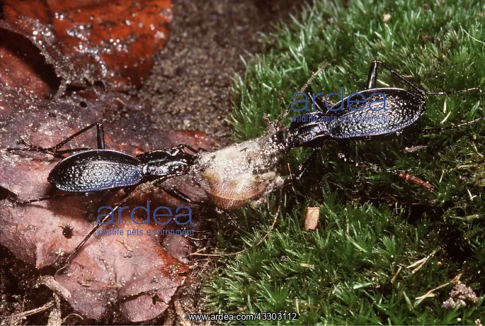 : GROUND BEETLES - X2 EATING SNAIL : GROUND BEETLES - X2 EATING SNAIL
