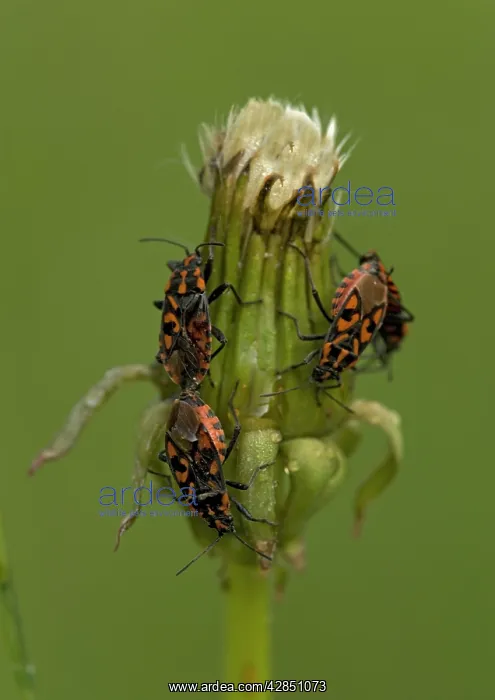 : Ground BUGS, mating; on dandelion seed head : Ground BUGS, mating; on dandelion seed head