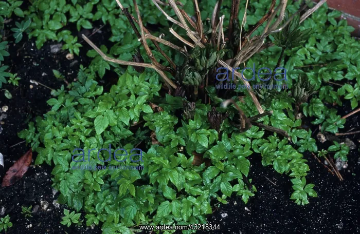 : Ground Elder : Ground Elder