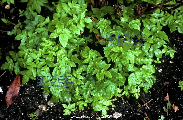 : Ground elder : Ground elder
