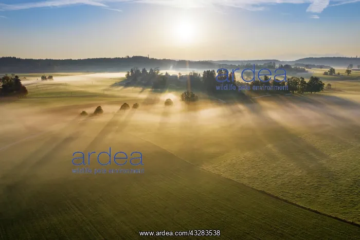 : Ground fog at sunrise, near Dietramszell, drone : Ground fog at sunrise, near Dietramszell, drone