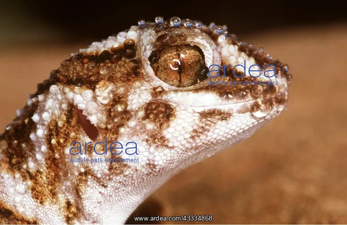 : GROUND GECKO - C / U HEAD : GROUND GECKO - C / U HEAD