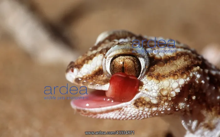 : GROUND GECKO - HEAD & TONGUE : GROUND GECKO - HEAD & TONGUE