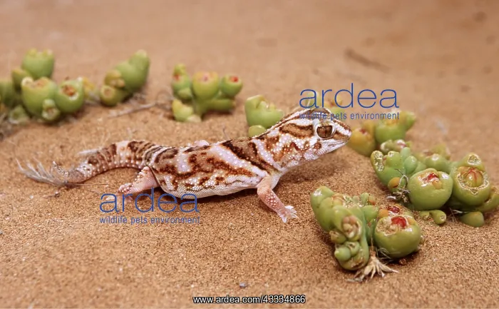: GROUND GECKO - ON SAND : GROUND GECKO - ON SAND