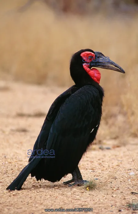 : Ground Hornbill : Ground Hornbill