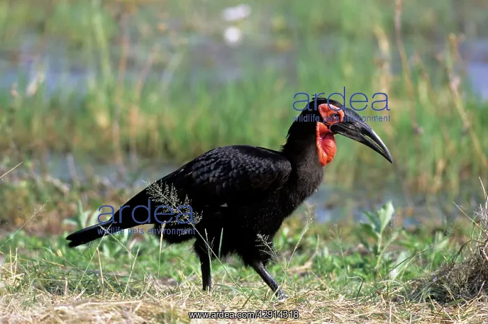 : Ground Hornbill : Ground Hornbill