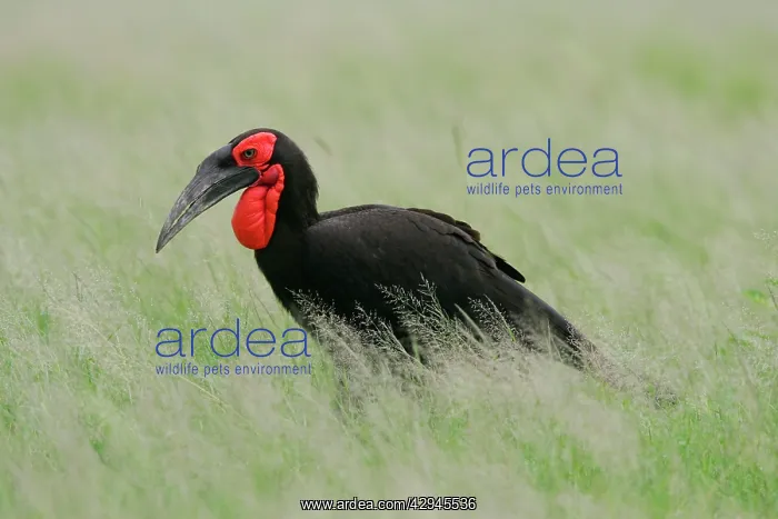 : Ground Hornbill : Ground Hornbill