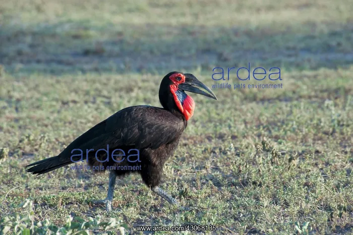 : Ground Hornbill : Ground Hornbill