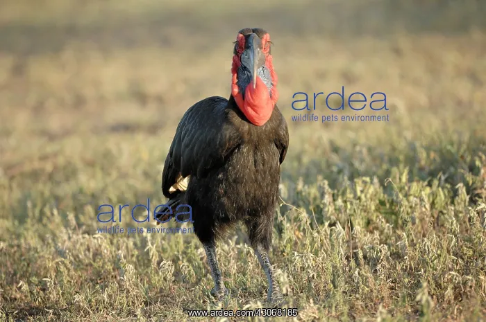 : Ground Hornbill : Ground Hornbill