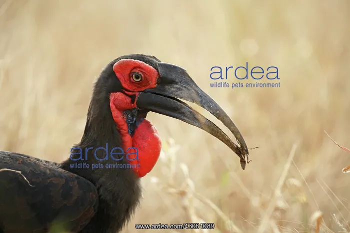 : Ground Hornbill : Ground Hornbill