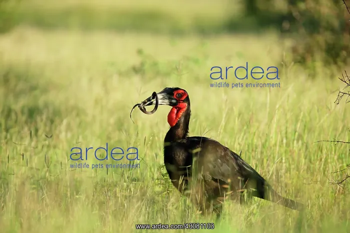 : Ground Hornbill : Ground Hornbill