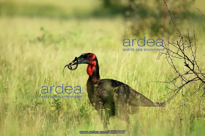 : Ground Hornbill : Ground Hornbill