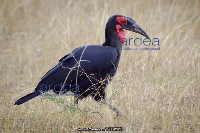 : Ground Hornbill : Ground Hornbill