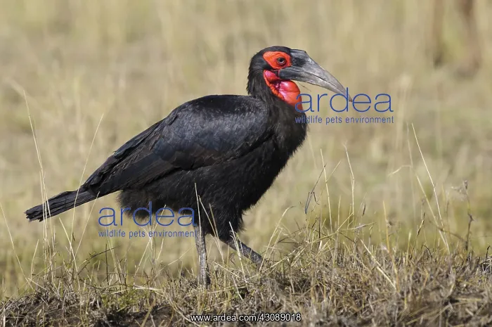 : Ground Hornbill : Ground Hornbill