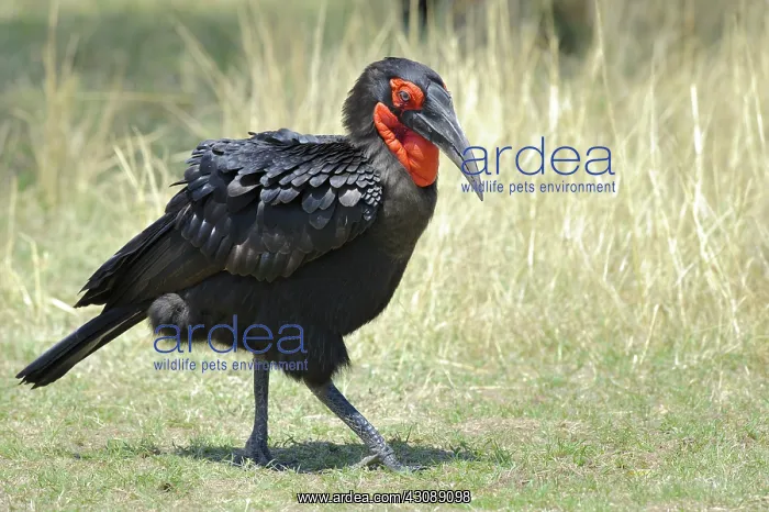 : Ground Hornbill : Ground Hornbill