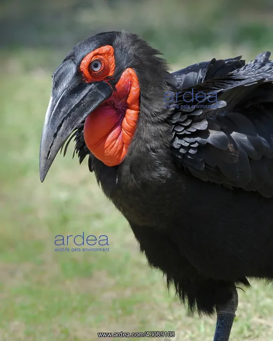 : Ground Hornbill : Ground Hornbill