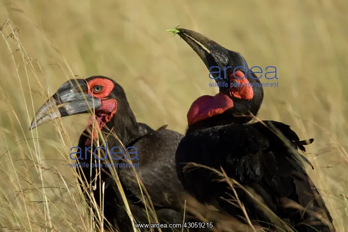 : Ground Hornbill, Bucorvus cafer, searching : Ground Hornbill, Bucorvus cafer, searching