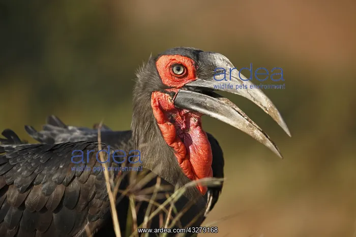 : Ground Hornbill (Bucorvus leadbeateri) portrait : Ground Hornbill (Bucorvus leadbeateri) portrait