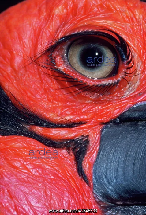 : GROUND HORNBILL - close-up of eye : GROUND HORNBILL - close-up of eye