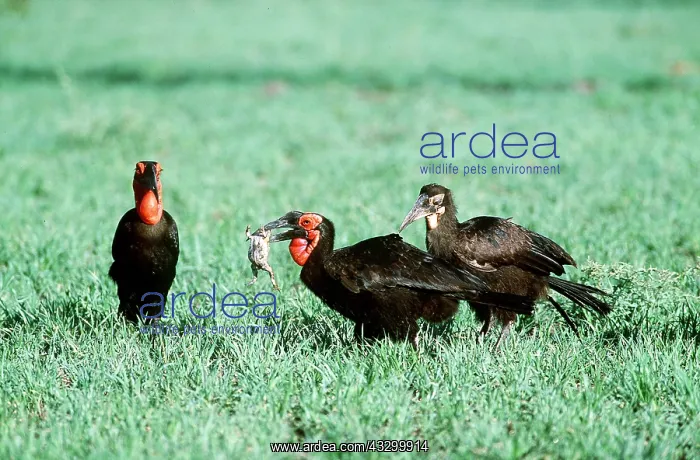 : GROUND HORNBILL FAMILY - with frog : GROUND HORNBILL FAMILY - with frog