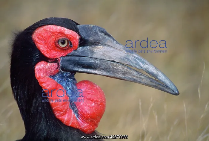 : GROUND HORNBILL - female, close-up of head : GROUND HORNBILL - female, close-up of head