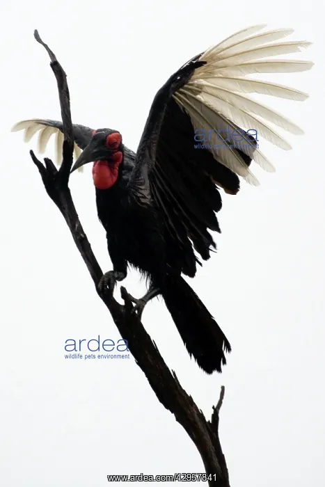 : Ground Hornbill - Landing on tree : Ground Hornbill - Landing on tree