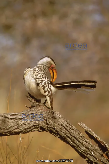  : Ground Hornbill - Perched on branch preening feathers