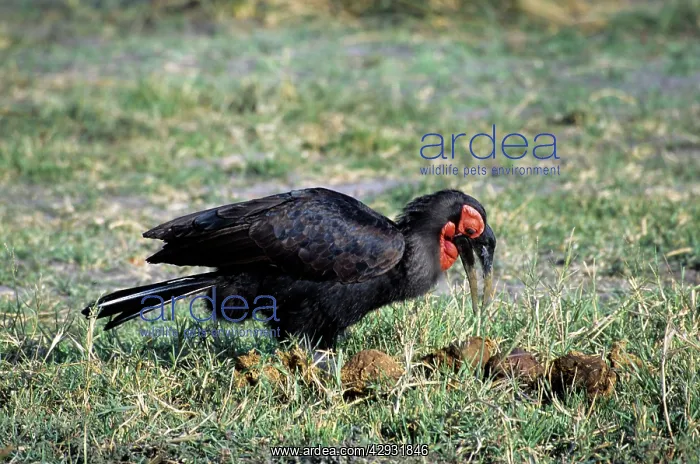 : Ground HORNBILL - side view, on grass : Ground HORNBILL - side view, on grass
