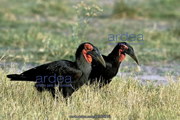 : Ground HORNBILL - X2, side view : Ground HORNBILL - X2, side view