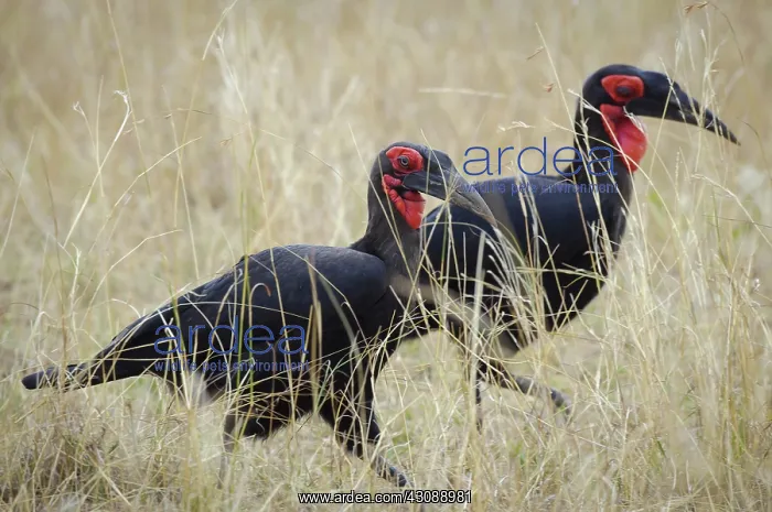 : Ground Hornbills : Ground Hornbills
