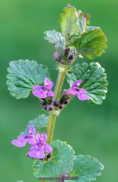  : Ground-ivy