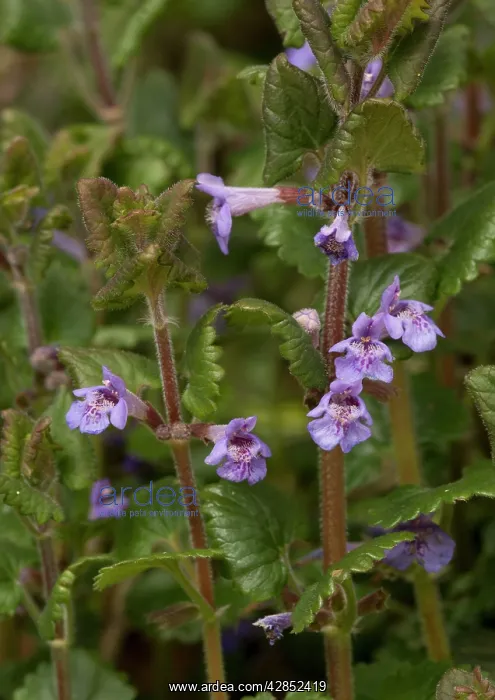 : Ground Ivy : Ground Ivy
