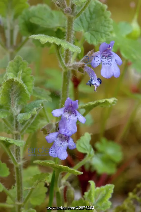 : Ground ivy : Ground ivy